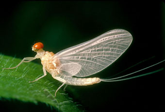 Sulphur Mayfly thrives at Oil Creek, PA